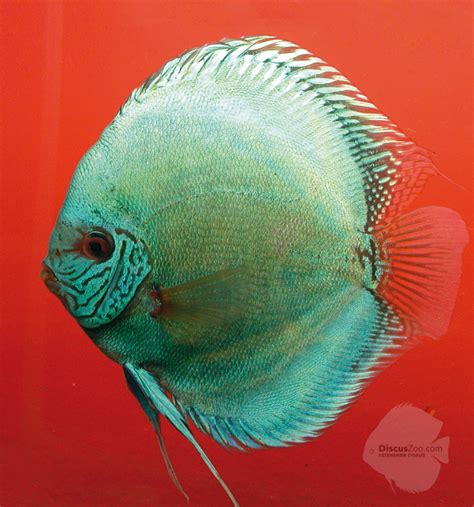 stendker|stendker diskusfische.